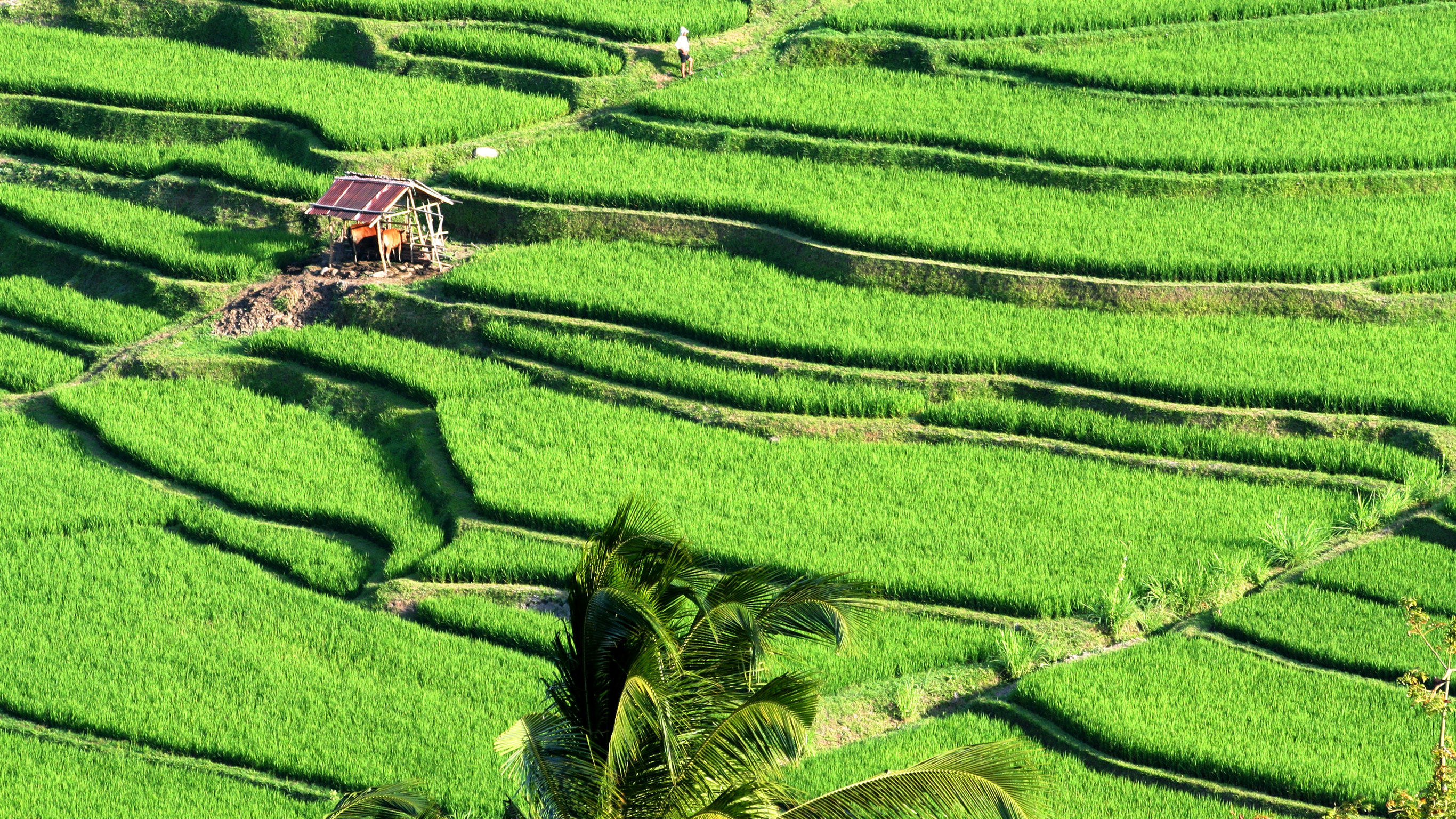 Indonesia: Bali Adventure