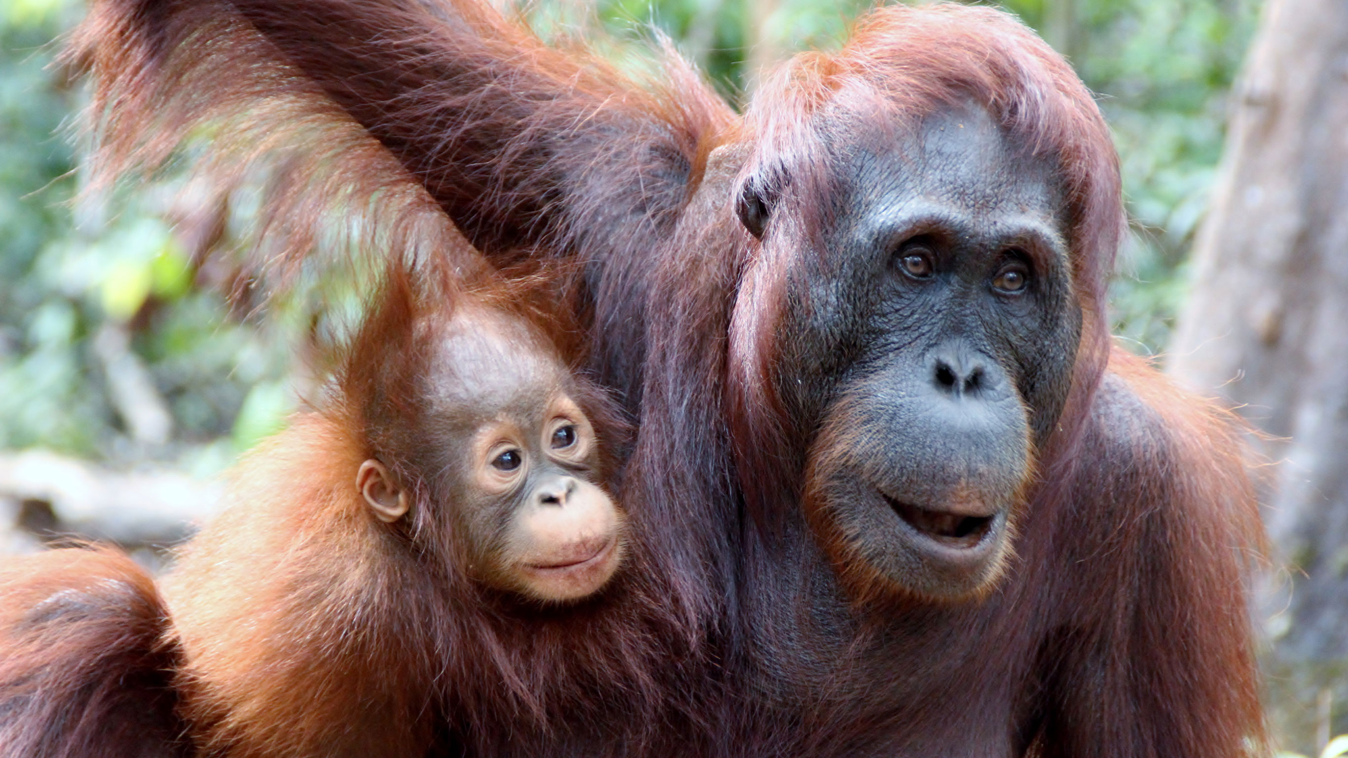 Indonesia: Borneo Orangutans of Tanjung Puting National Park
