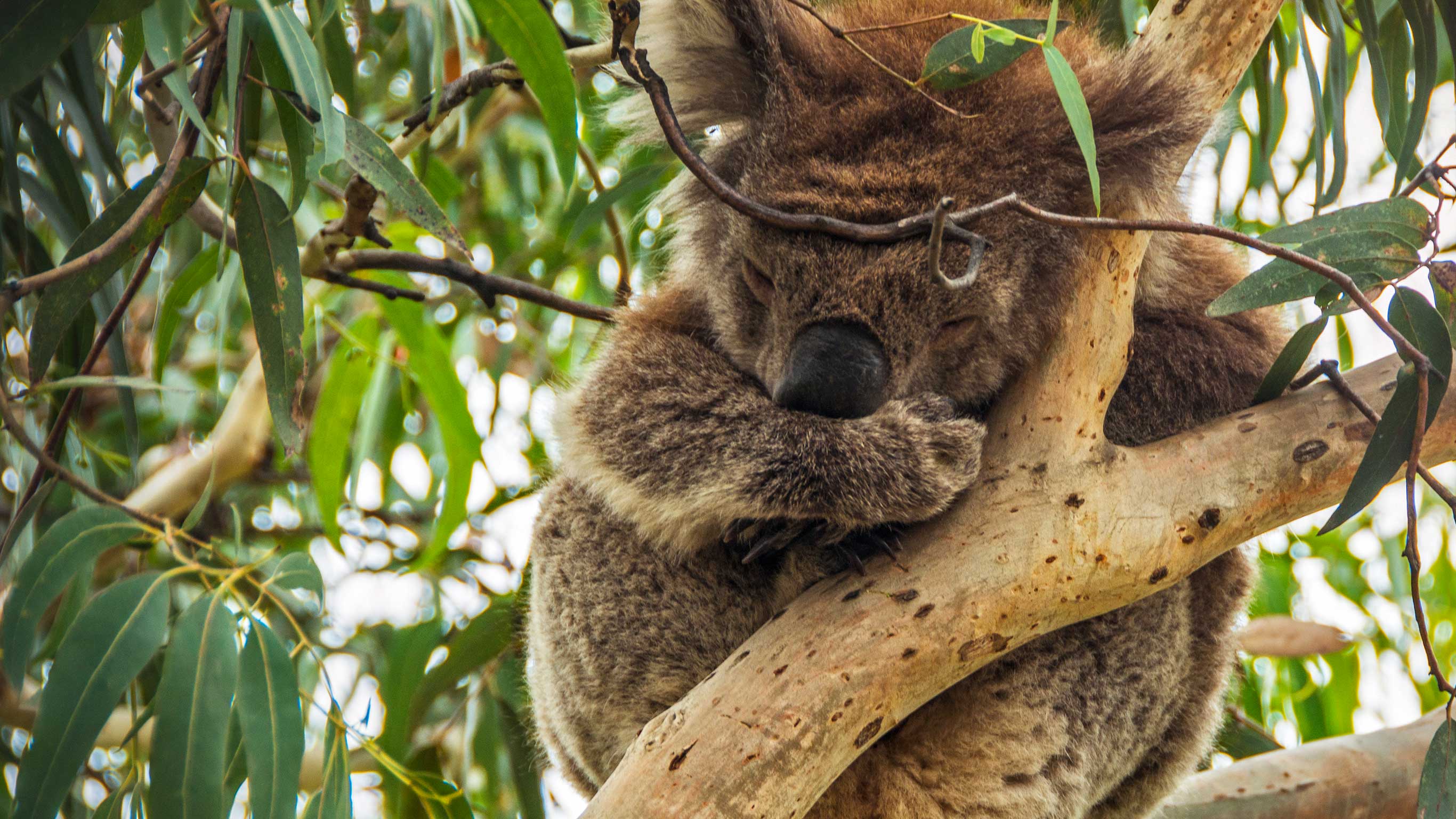 Highlights of Australia and New Zealand