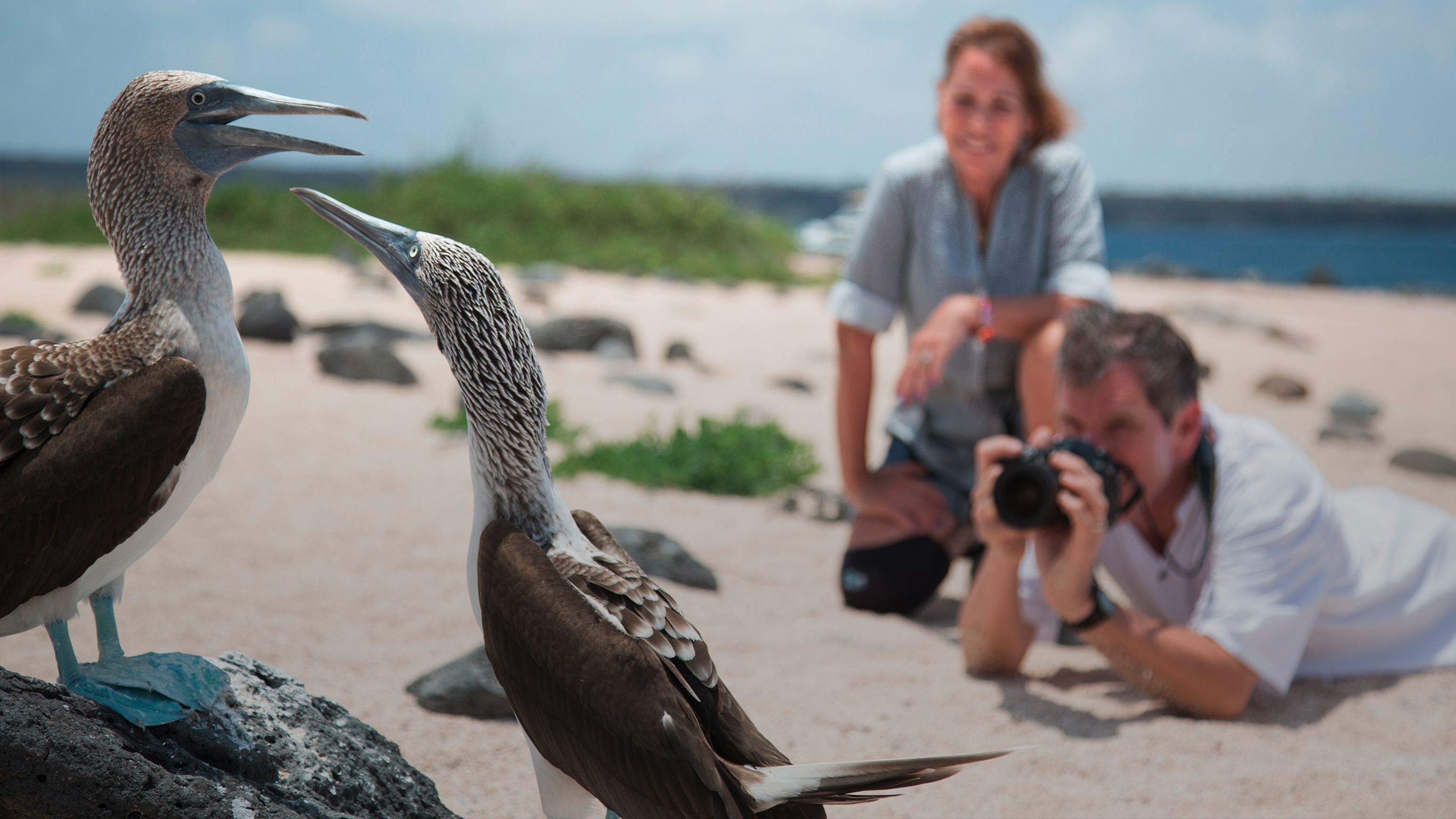 The Galapagos: Wildlife of Santa Cruz & Isabela Islands