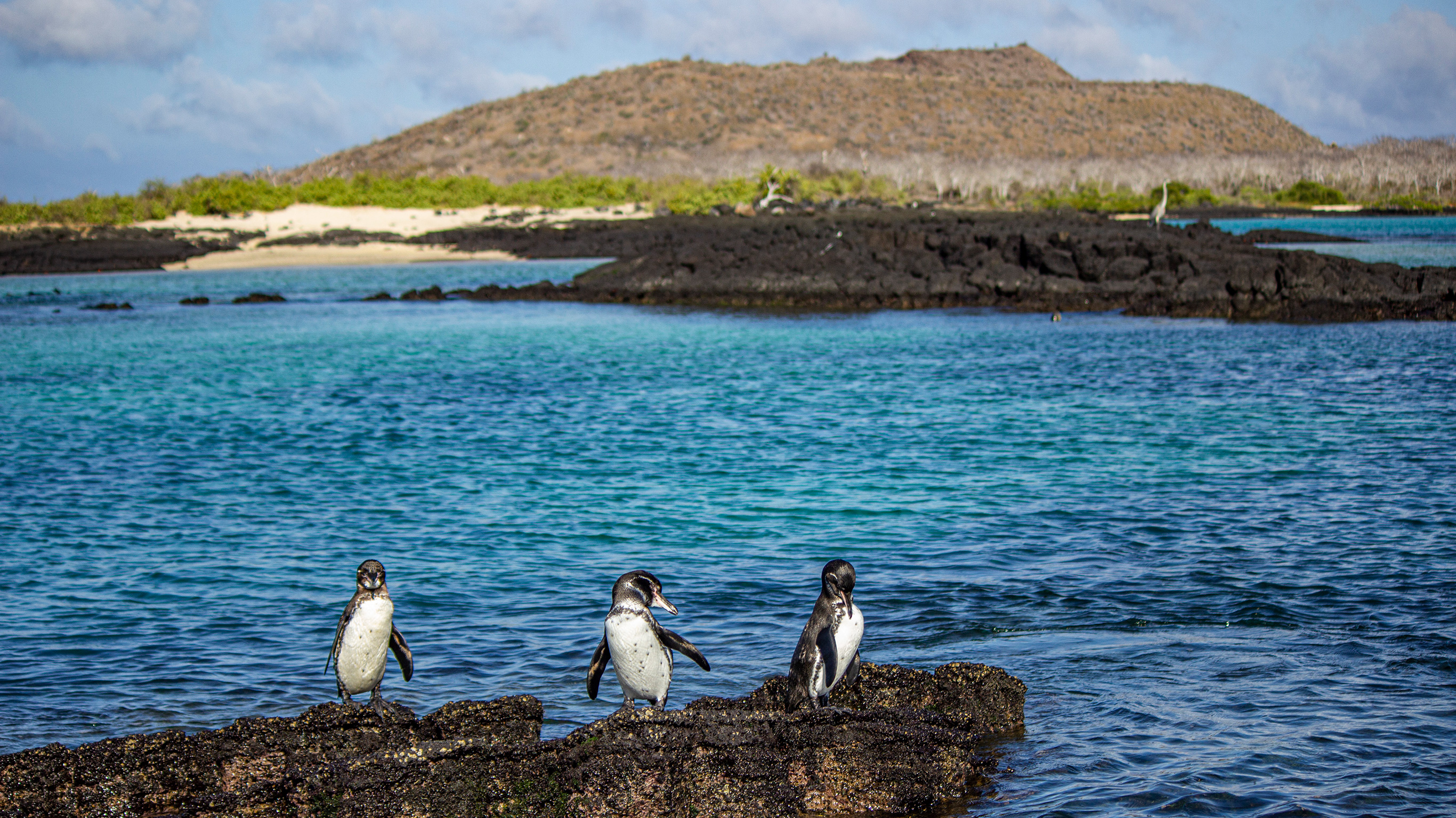 Galapagos – Central and East Islands aboard the Reina Silvia Voyager