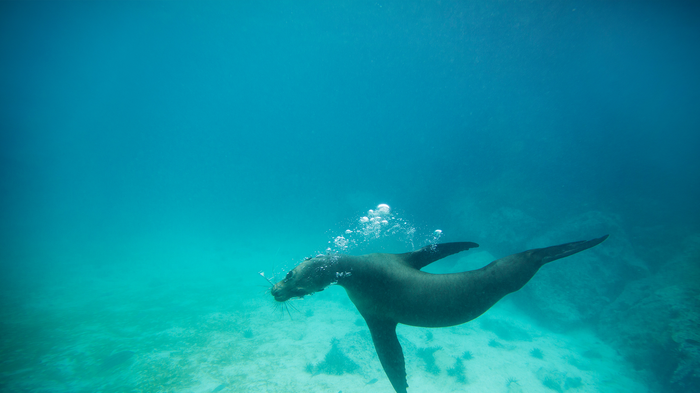 Galápagos Land & Sea — Central & South Islands aboard the Yolita
