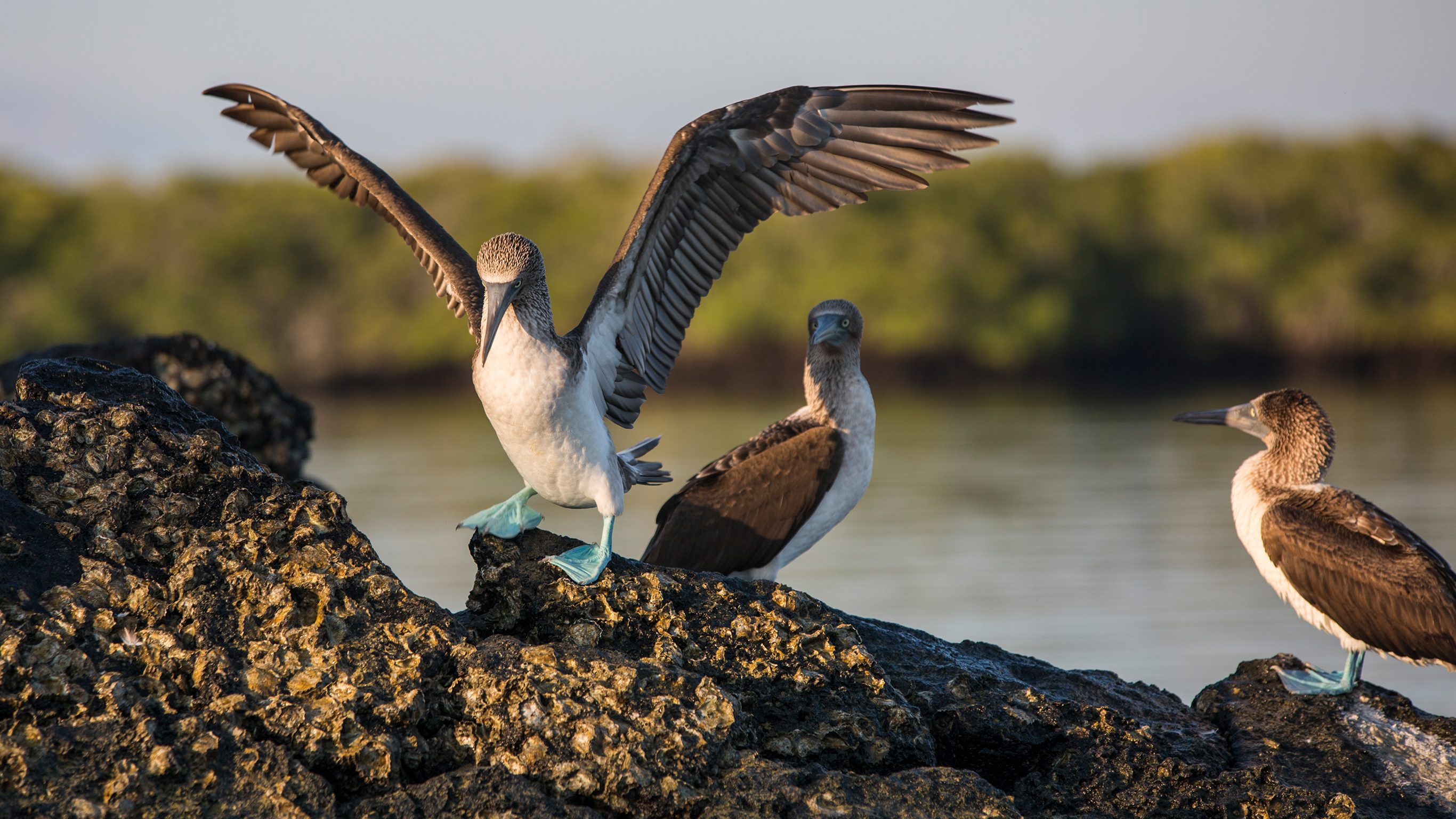 Galapagos Express Adventure: Wilderness & Wildlife