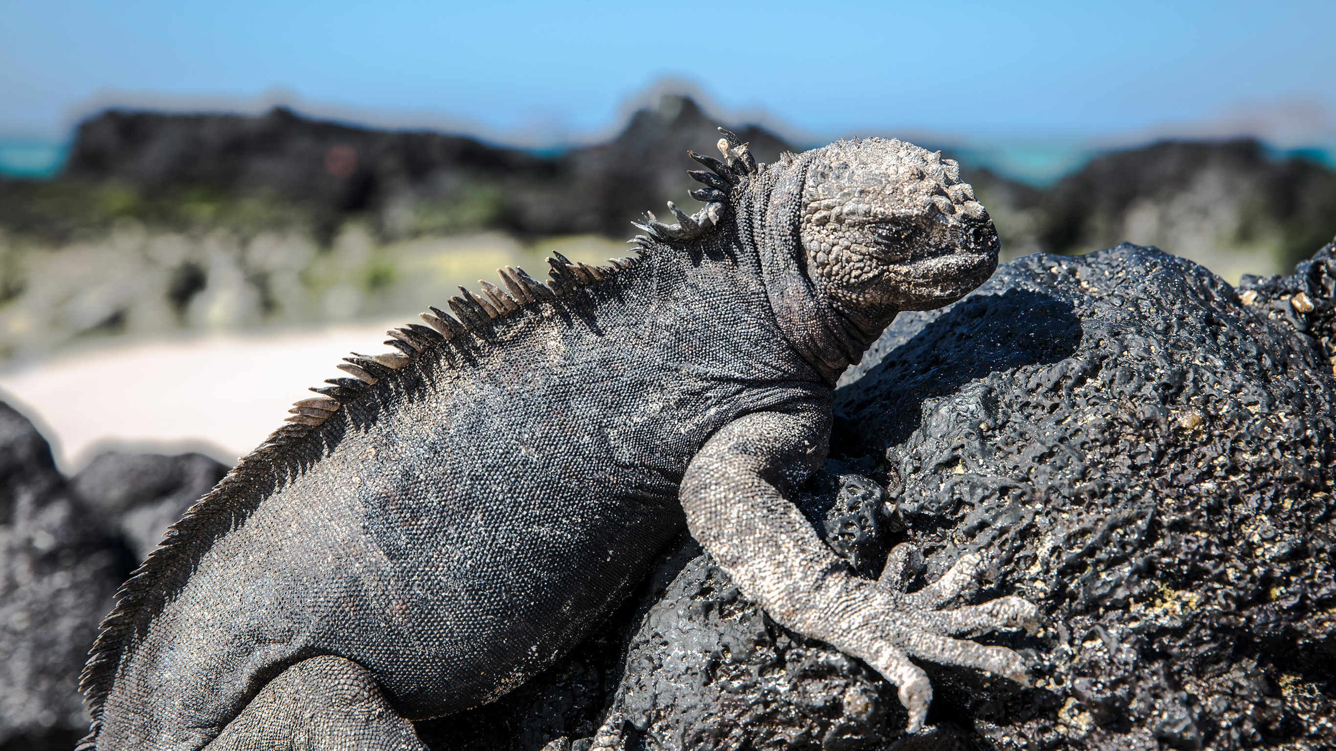 Galapagos — North & Central Islands aboard the Eden