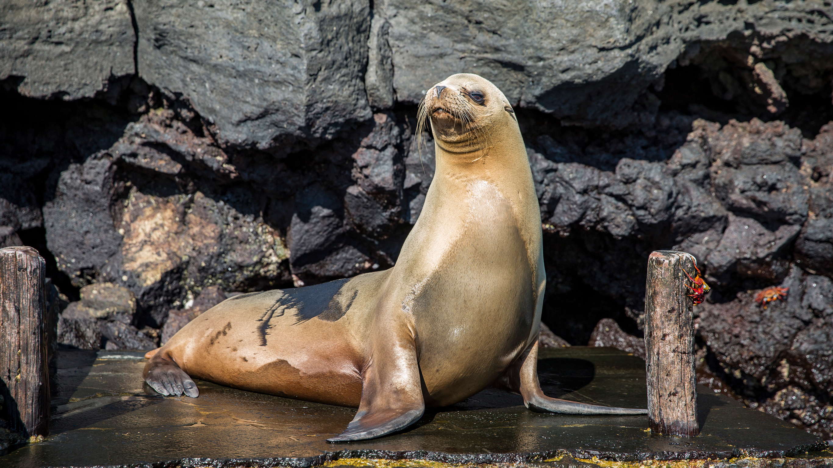 Galapagos — East, Central, & West Islands aboard the Eden