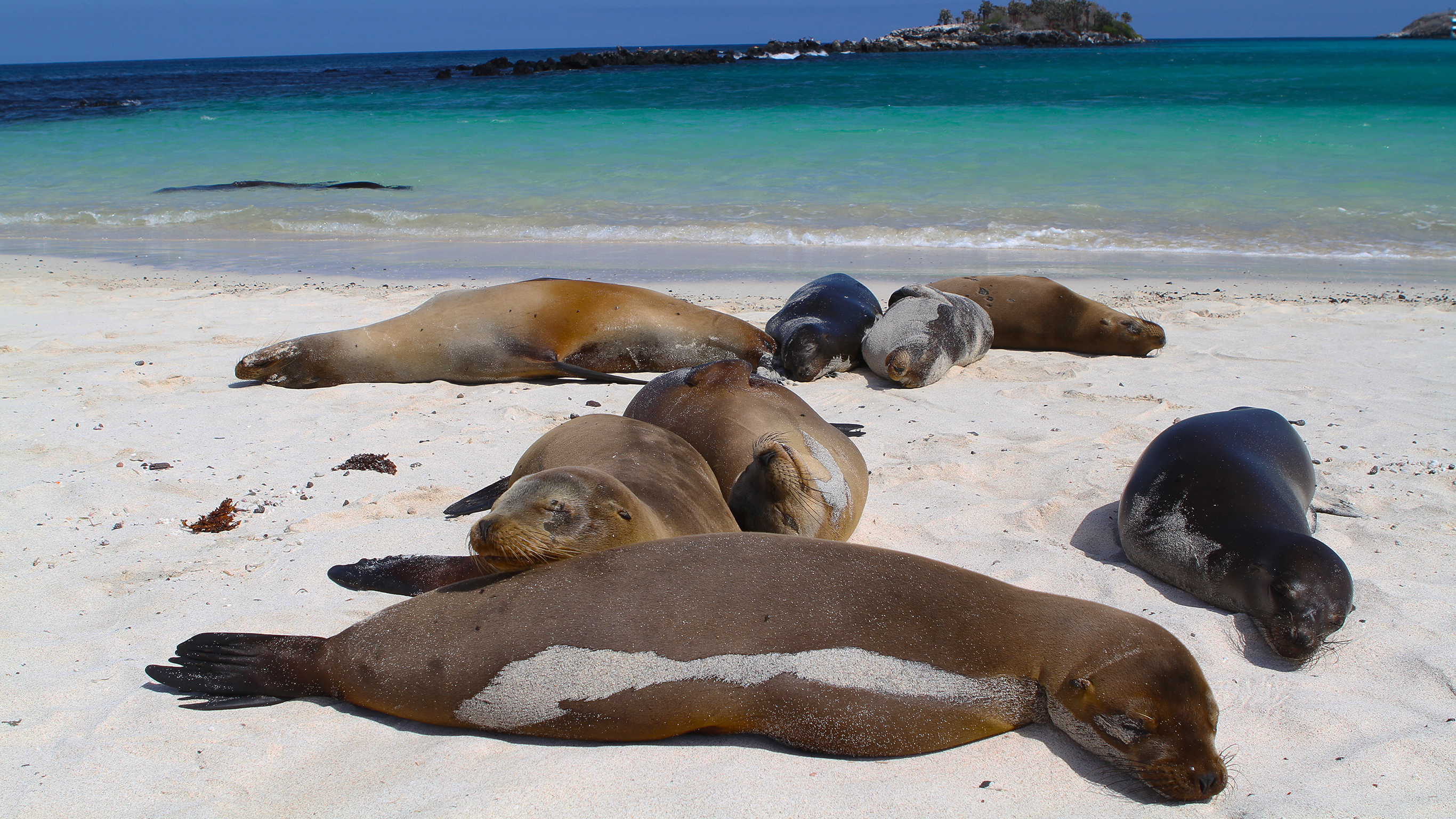 Galapagos — West & Central Islands aboard the Eden