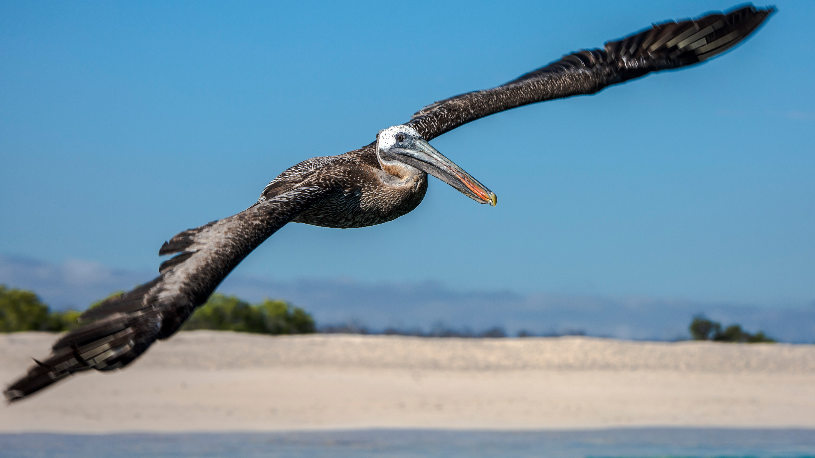 Galapagos — North, Central, & South Islands aboard the Eden
