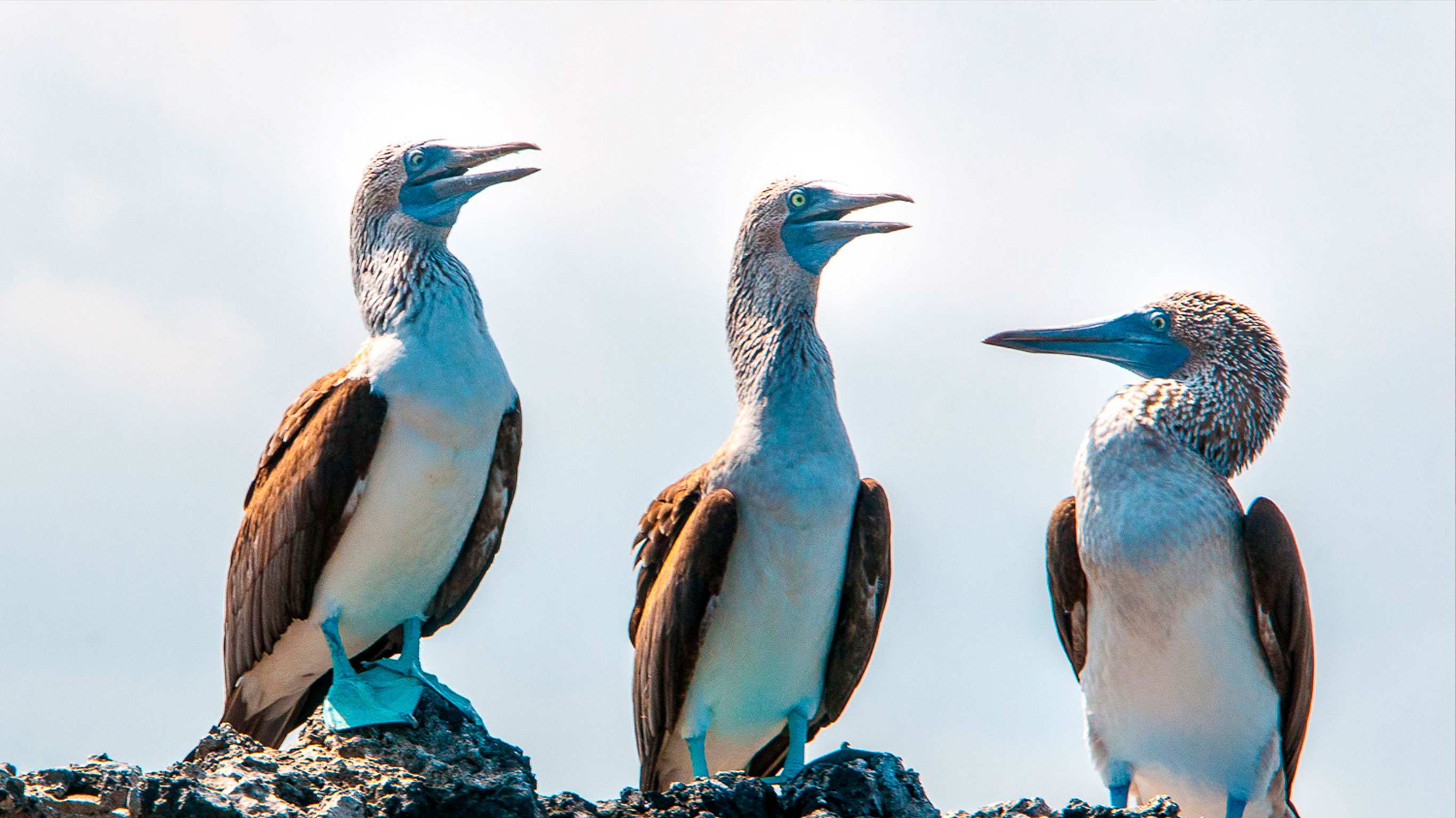 Galapagos – West and Central Islands aboard the Reina Silvia Voyager (Cruise Only)
