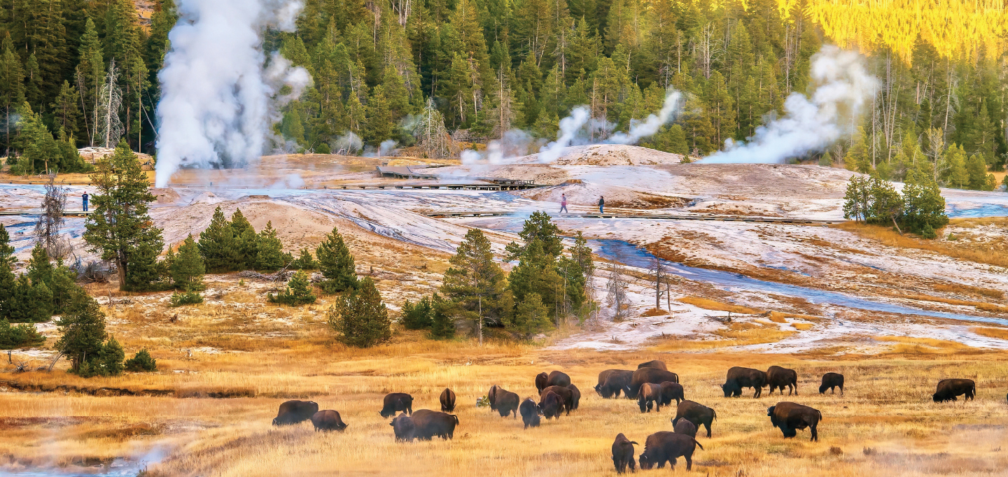 Yellowstone and Jackson Hole