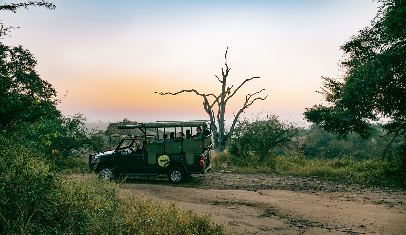 Cape, Safari ands 35 to 45 | 2026