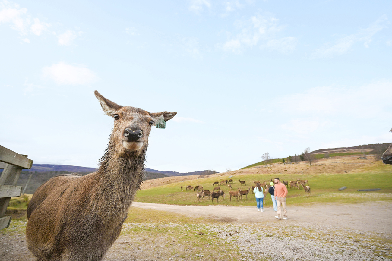 Scotland & Ireland | Classic | | 2025/2026